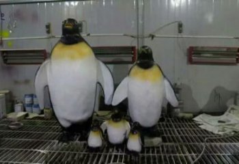 風(fēng)景區(qū)玻璃鋼企鵝雕塑 售樓處廣場(chǎng)雕塑 仿古擺件