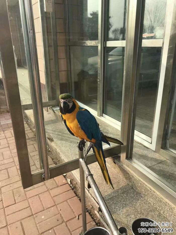 大型不銹鋼鸚鵡雕塑 步行街宣傳雕塑 仿真擺件 大型不銹鋼鸚鵡雕塑 步行街宣傳雕塑 仿真擺件