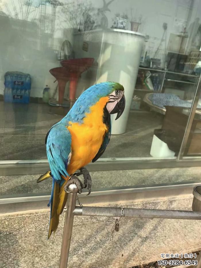 承接鸚鵡雕塑,鳥禽擺件,彩繪仿真工藝 承接鸚鵡雕塑,鳥禽擺件,彩繪仿真工藝