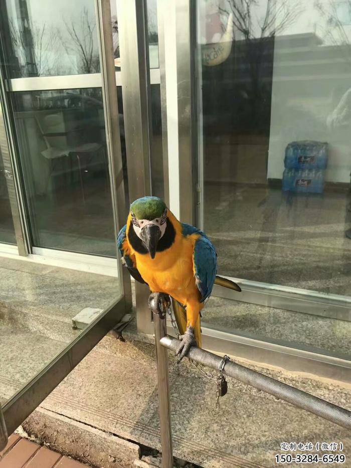 定制鸚鵡雕塑,鳥禽擺件,彩繪仿真工藝 定制鸚鵡雕塑,鳥禽擺件,彩繪仿真工藝