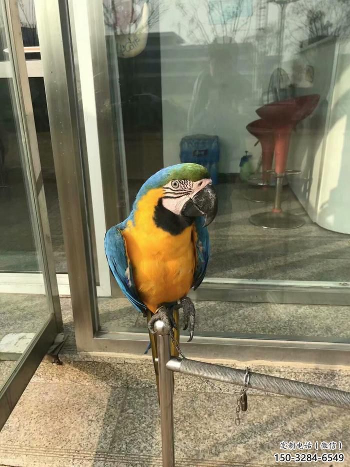 選用鸚鵡雕塑,鳥禽擺件,彩繪仿真工藝 選用鸚鵡雕塑,鳥禽擺件,彩繪仿真工藝