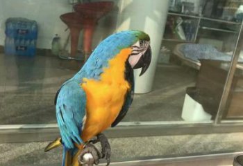 承接鸚鵡雕塑,鳥禽擺件,彩繪仿真工藝