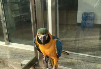 定制鸚鵡雕塑,鳥禽擺件,彩繪仿真工藝