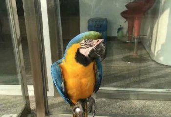 選用鸚鵡雕塑,鳥禽擺件,彩繪仿真工藝