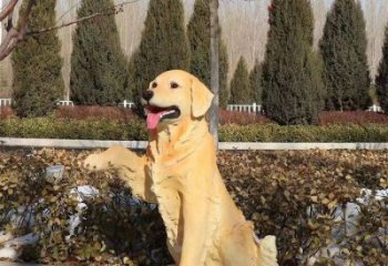 室內哈巴狗雕塑,拉絲海洋雕塑,抽象效果