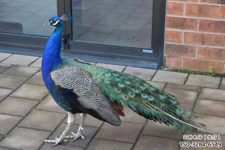 彩繪孔雀雕塑精品，標(biāo)識(shí)雕塑，小區(qū)仿真孔雀雕塑供給?